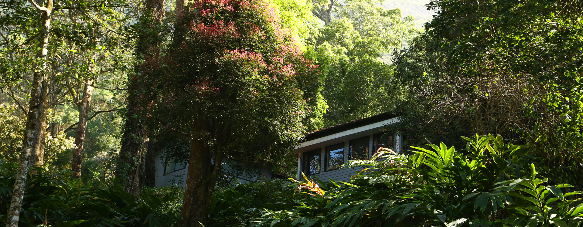 Tall Trees Munnar